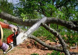 Best Tree Risk Assessment  in Xtang, PA